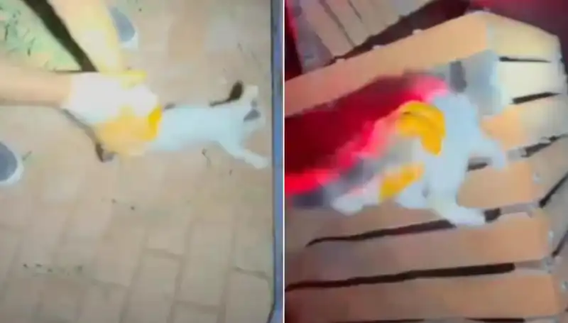 Gece Yarısı Kedi Kurtarma Operasyonu: İtfaiye Ekiplerinin Kahramanlığı
