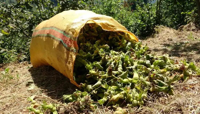 Giresun'da Fındık Hasadı Heyecanı: Ziraatçiler Tarlalarda!