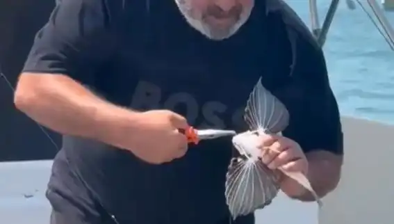 Saros'ta Eşsiz Kırlangıç Balığı Oltaya Takıldı: Balıkçıları Heyecanlandıran Anlar