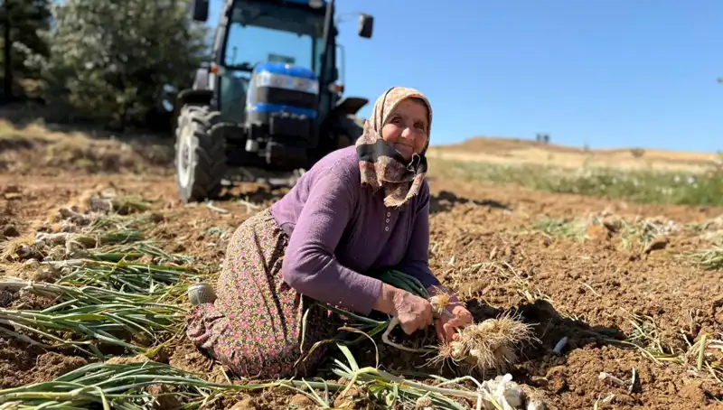 Selenyum Cenneti: Günlük 1.200 Lira Kazandıran Tarım Mucizesi