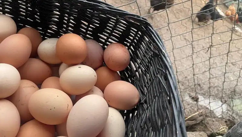 Okulların Açılmasıyla Mayıs Çukuru Fırsata Dönüşüyor: Ucuz Protein İhtiyaçları Karşılıyor!