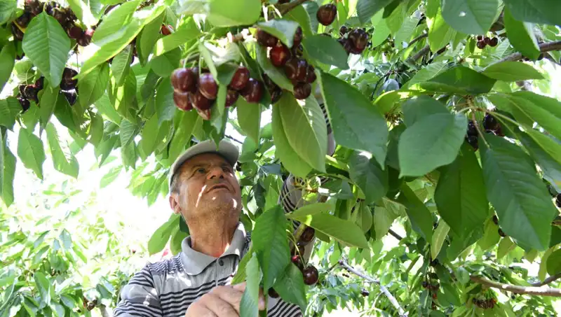 Lapseki Devi: Çay Bardağına Sığmayan Devasa Eşya