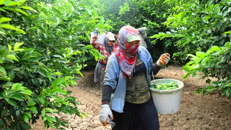 Markette Patatesin Kilosu 150 Lirayı Geçti: Düşüş Bekleniyor!