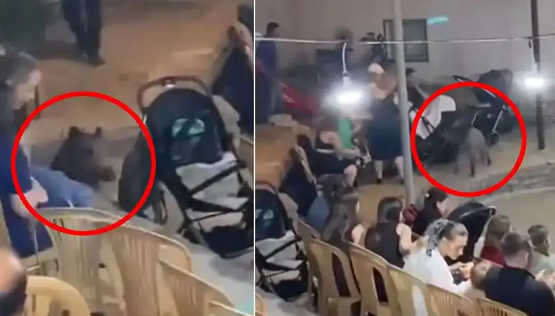 Düğün Töreninde Yaban Domuzu Paniği: Misafirleri Serinleten Bir Olay!