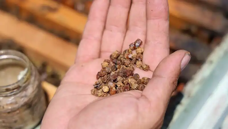 Çöpe Giden Besin Şimdi Varlık: Kilogramı 3 Bin TL!