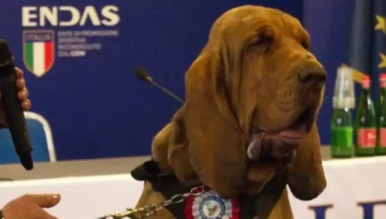 Arama Köpeği Suikastı: Çivili Sosisle Saldırı Şoku