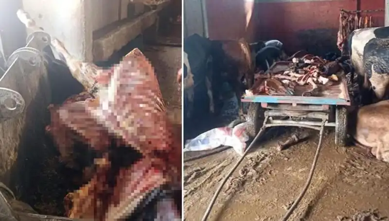 Adana’da Dehşet: 2,5 Ton At Eti Ele Geçirildi, 4 At Kurtarıldı!