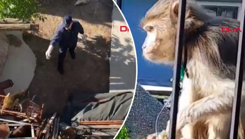 Muğla'da Maymun Kovalamacası: Mahalle Sakinleri Şaşkın!