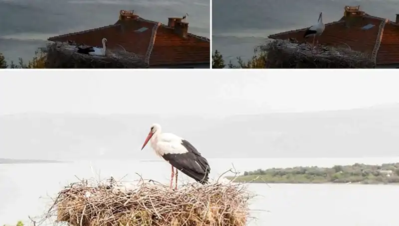 Yaren Leylek Depremi Önceden Hissetti: Doğa, Yine Konuştu!