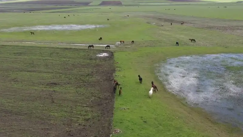 Kars'ın Büyüleyici Doğasında Yılkı Atlarının Dansı: Doğa Tutkunlarına Eşsiz Bir Manzara