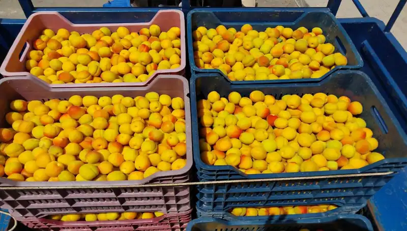 İlk Hasat: 500 TL'den Alıcı Buldu, Tarımda Beklenen Dönüşüm Müjdeledi