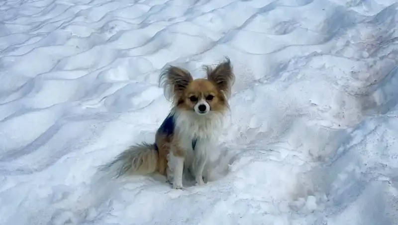** Buzul Yarığına Düşen Adamı Sadık Köpeği Kurtardı!**