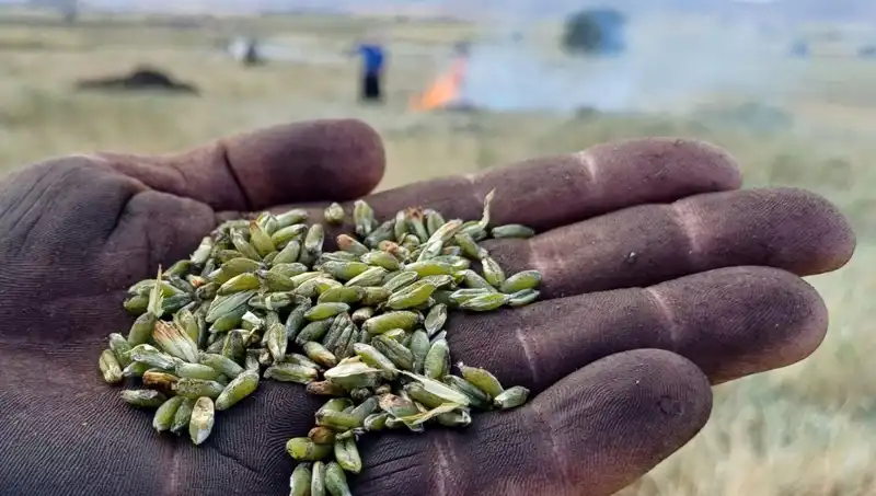 Firik Sezonu Kapıda: Lezzeti ve Sağlığa Faydalarıyla Göz Dolduruyor